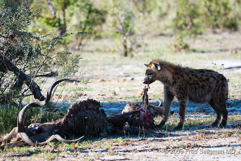 20090617_172259 D300 (5) X1.jpg - Hyena Feeding Frenzy, Part 2. There is still areas where the Hyena finds meat